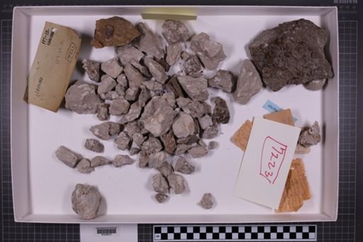 mixed taxa, stratigraphic collection
