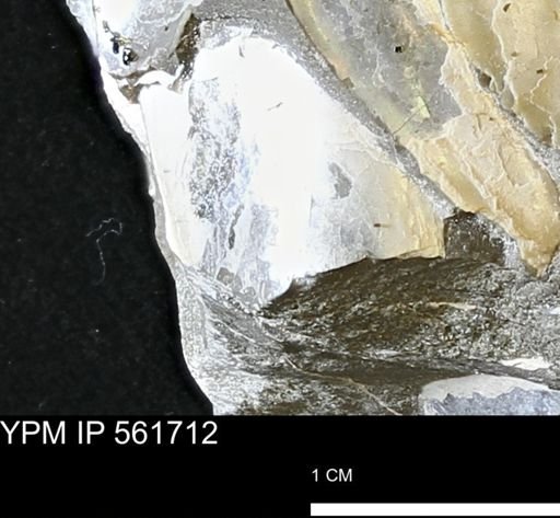 Phelopteria sp.
