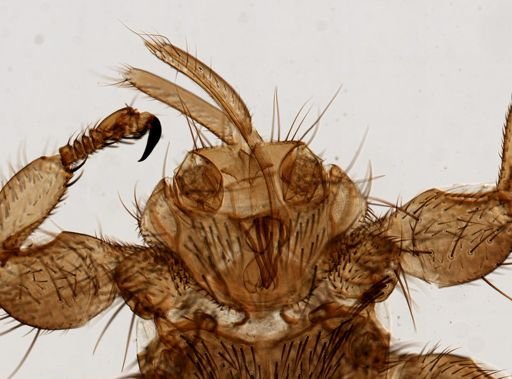 Melophagus ovinus