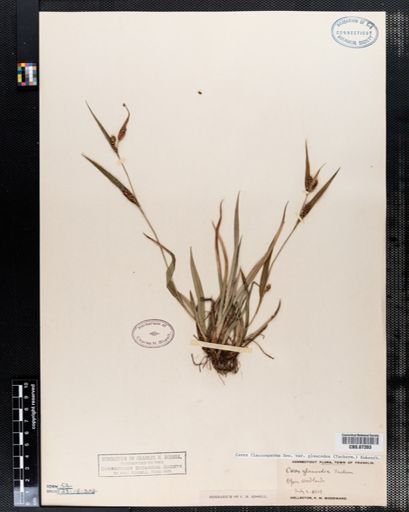 Carex flaccosperma