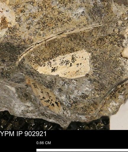 undet. Bivalvia