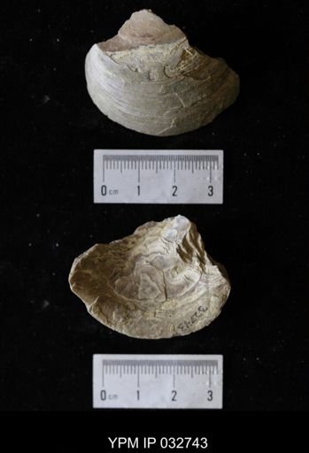 undet. Bivalvia