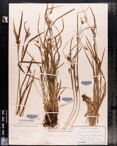 Carex amphibola