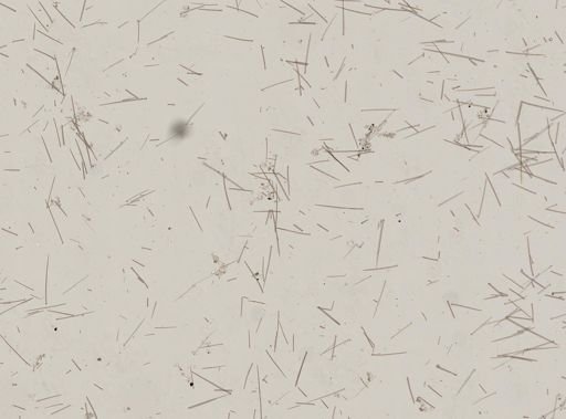 Prosuberites sp.