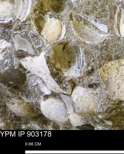 Corbulamella?