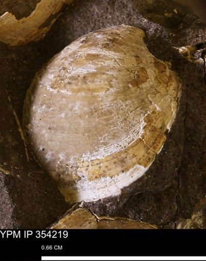 undet. Bivalvia