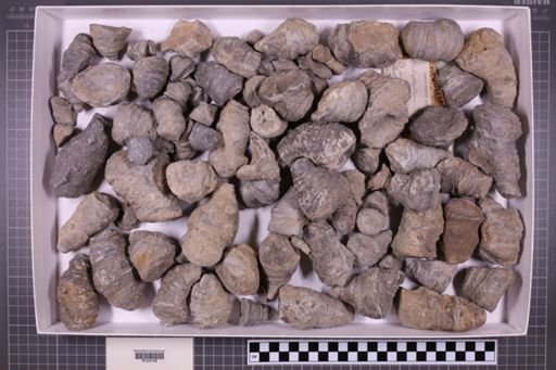 mixed taxa, stratigraphic collection