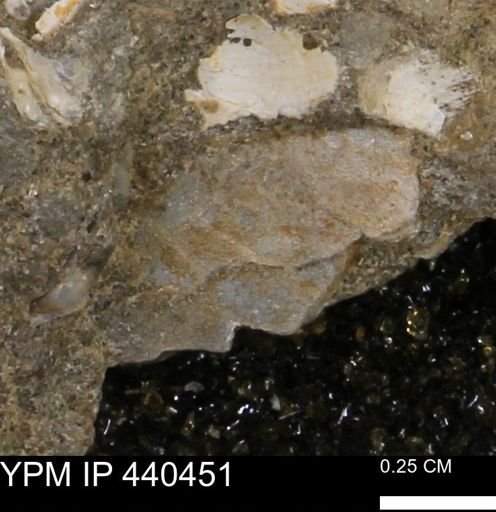 undet. Bivalvia