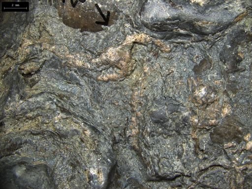 Aplocoma damesii