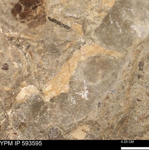 undet. Mollusca