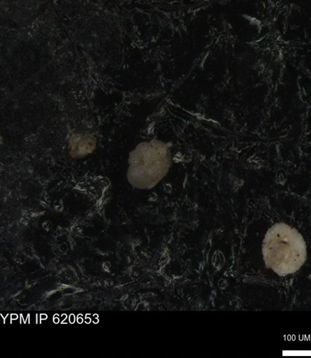 undet. Foraminiferida