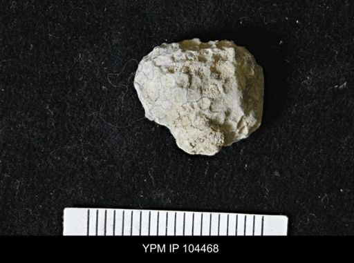 Favosites forbesi