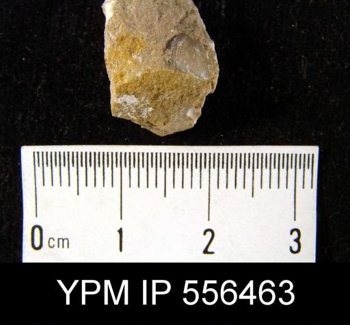 Chonetes vicinus