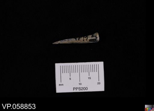 Enchodus?