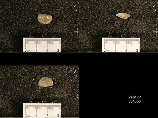 Plectorthis plicatella