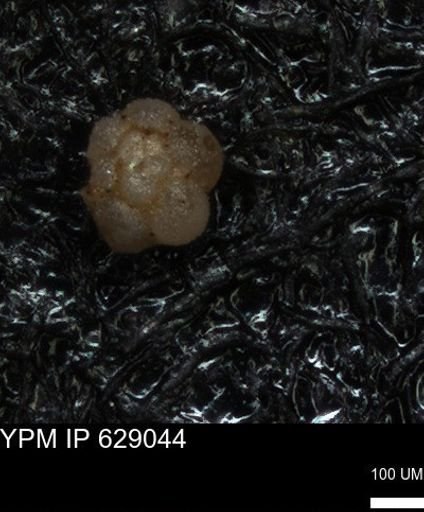 undet. Foraminiferida
