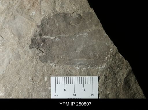 undet. Arthropoda