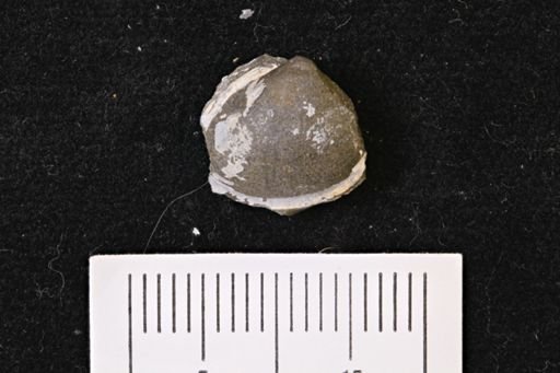 Limopsis striatopunctatus