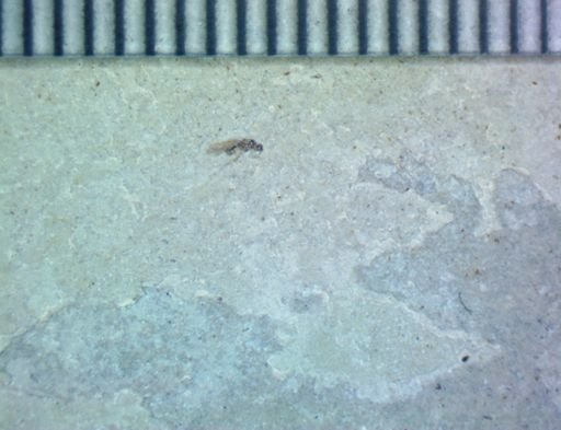 undet. Diptera