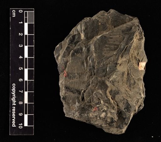 Equisetites avenanceus