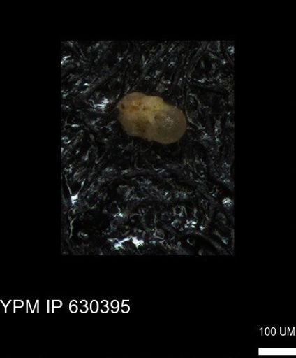 undet. Foraminiferida