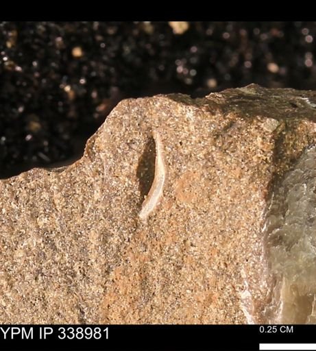 undet. Mollusca