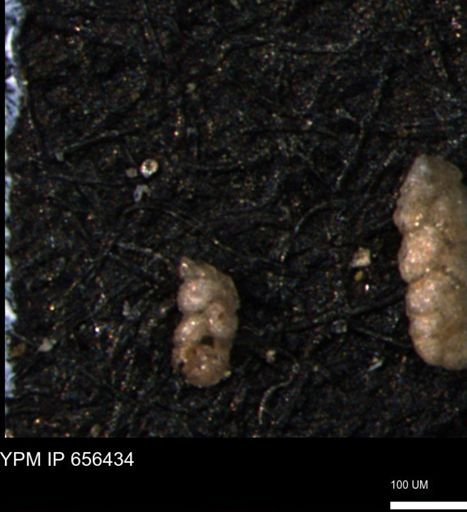 Ammobaculoides phaulus