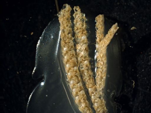 Licornia diegensis