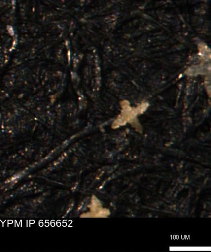 undet. Porifera