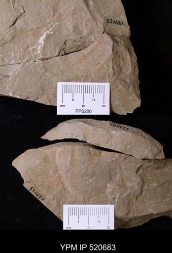 undet. Arthropoda
