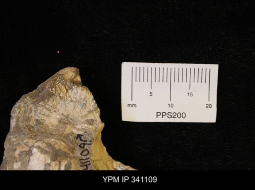Scaphites sp.