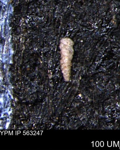 Verneuilinoides hectori