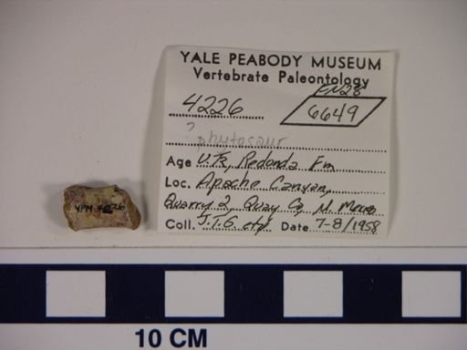 Parasuchidae