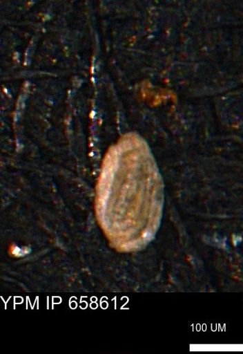 Spirolocammina planula