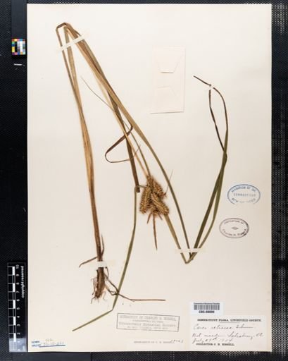 Carex retrorsa