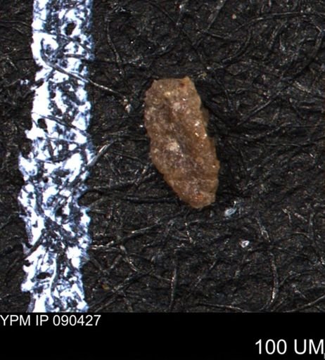 Verneuilina canadensis