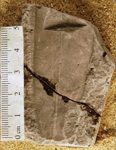 Andromeda flexuosa