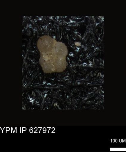 undet. Foraminiferida