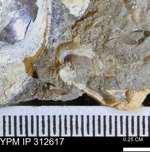 undet. Bivalvia