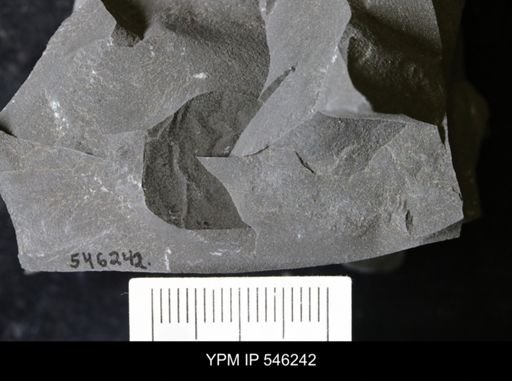 undet. Eurypterida