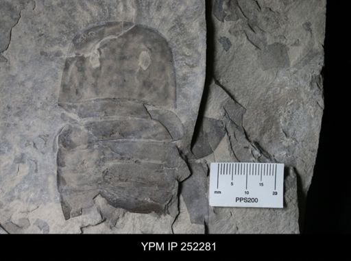 Eurypterus sp.