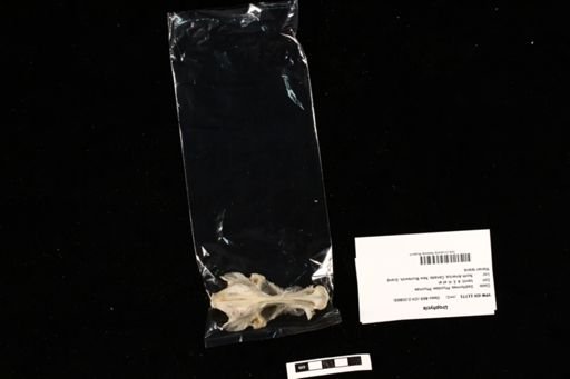 Urophycis