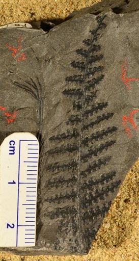 Alloiopteris sp.