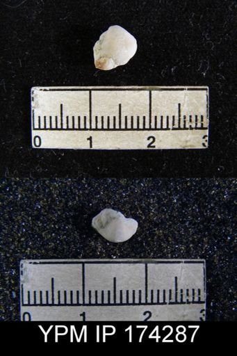 Ambocoelia planoconvexa