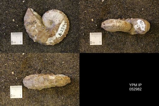 Discoscaphites gulosus