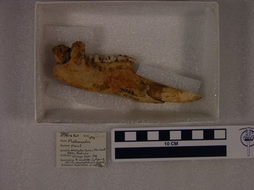 Protemnodon