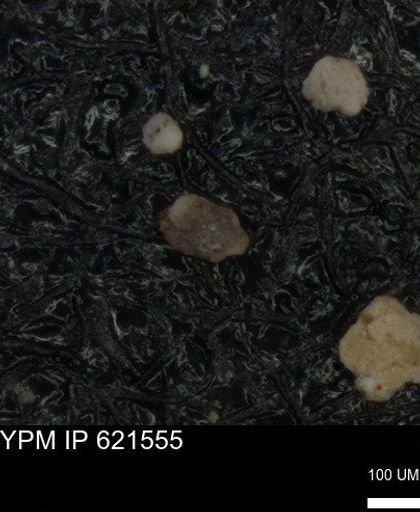 undet. Foraminiferida