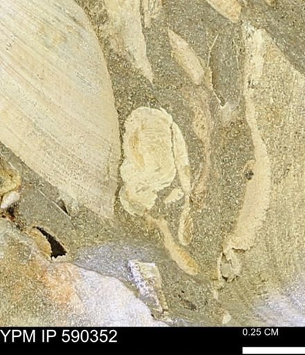 Protocardia?