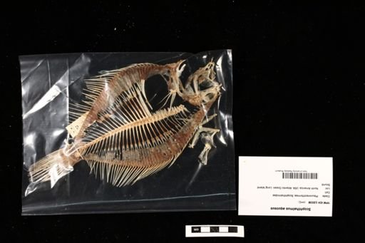 Scophthalmus aquosus