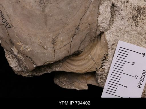 Inoceramus labiatus